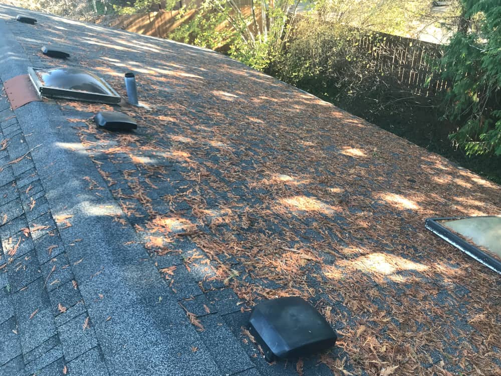 Leaves are starting to fall, so it's time to call Seattle Roof Cleaning -  The B-Town (Burien) Blog